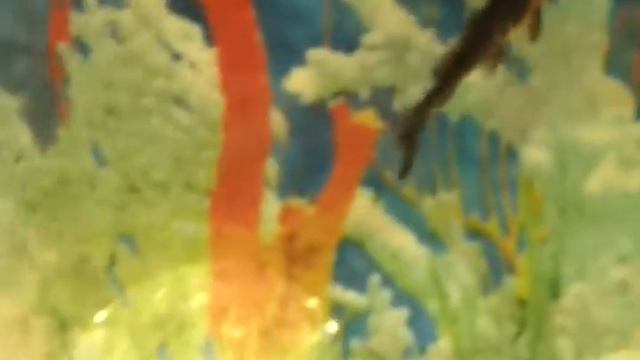 Карпы Кои в домашнем аквариуме на передержке смотреть онлайн