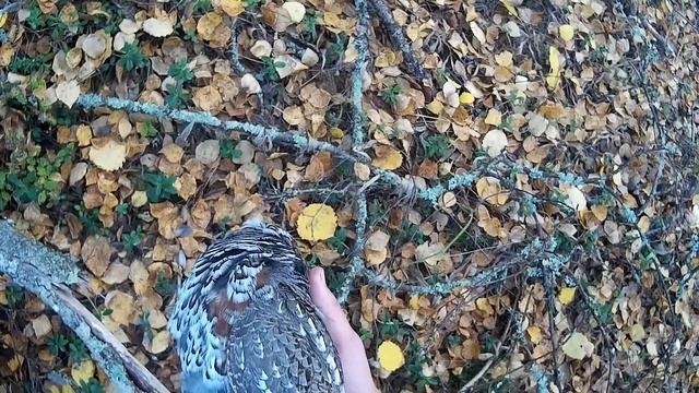 Охота на боровую. Поход в разгар листопада. Успех и неудачи на охоте. Часть 1. Охота с ИЖ-54. смотреть онлайн