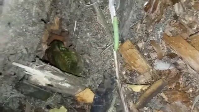 Серая жаба прячется в укрытие п Рустай август 2022 смотреть онлайн