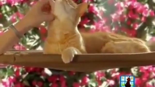 Лежанка подвесная для кошек 'ТЕПЛОЕ МЕСТЕЧКО' sunny seat 695 рублей смотреть онлайн