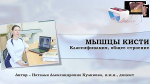 ВИДЕОУРОК - Мышцы кисти: классификация и общее строение, топография.