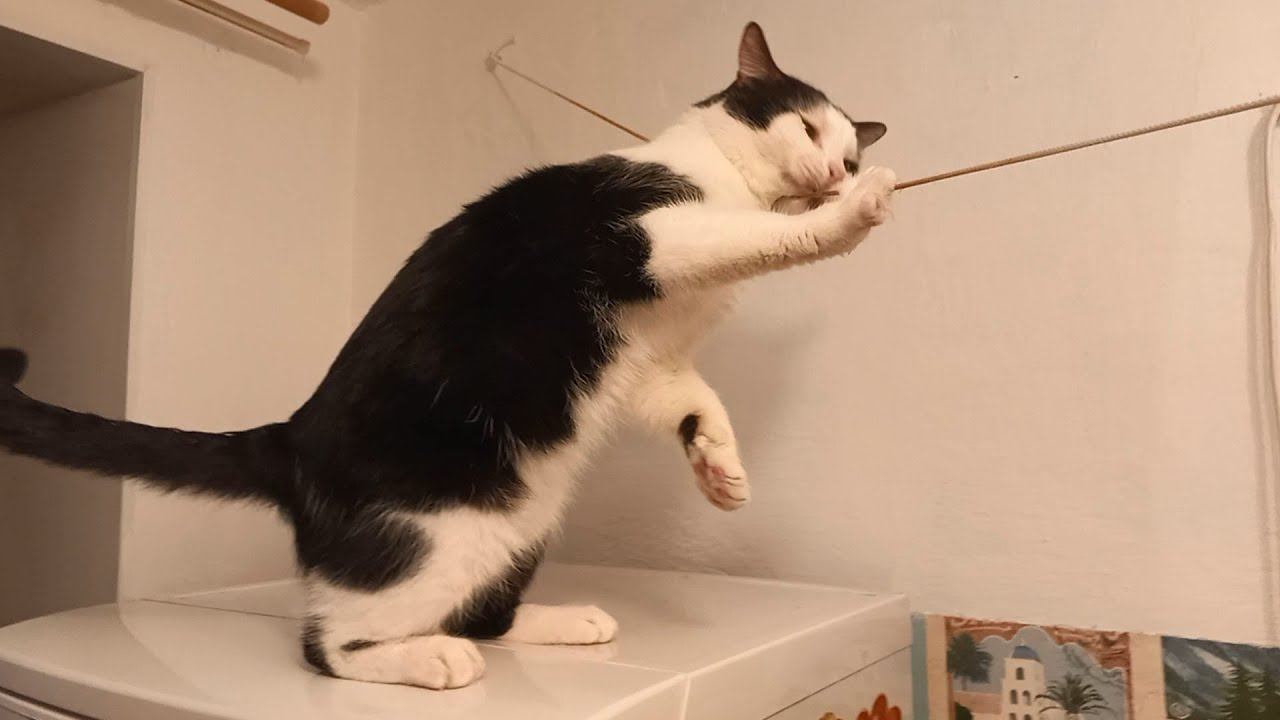 Кот Тиша трёт усики смотреть онлайн