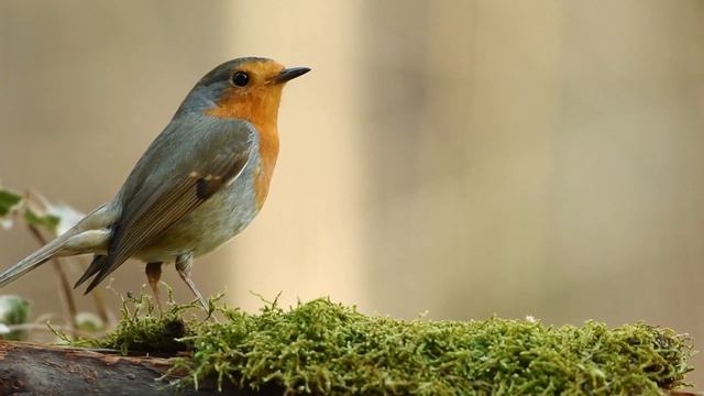 Зарянка - маленькая яркая птичка смотреть онлайн