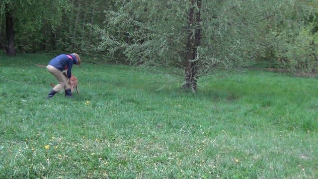 Тренировка Елена Мурашова и малинуа Мейбл смотреть онлайн