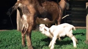 МАША ❤ РАША   ХИТОБОИ   ПАТРИОТИЧЕСКАЯ  https://t.me/rusSsmile