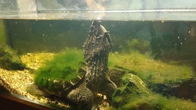 Черепаха на рыбалке. Язык как приманка смотреть онлайн