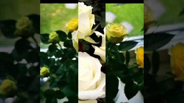 Chiroyli Gullar Uchun Layk Bosinglar смотреть онлайн