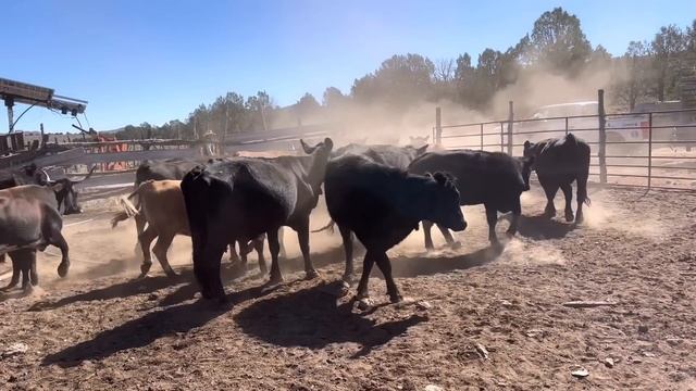 Killer Cows & Kid Cowboys Working at Barclay Nevada смотреть онлайн