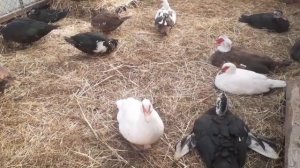 Поилка для уток и гусей//кальций для кур...