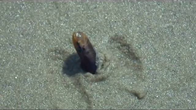Razor clam buries itself in the sand смотреть онлайн