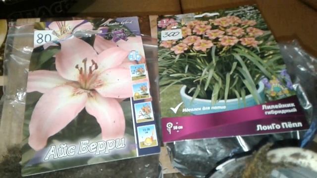 Как сохранить Лилии и Лилейники купленные Зимой .Передержка растений . смотреть онлайн