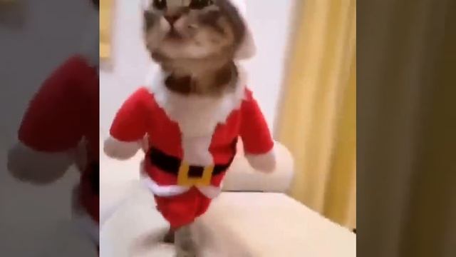 Новогодний костюм для кошки смотреть онлайн