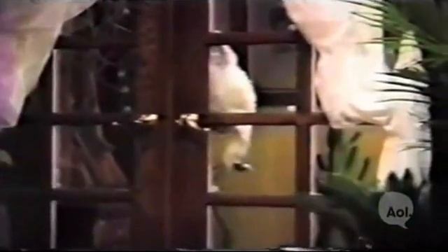 Реально умный котяра - One REALLY Clever Cat смотреть онлайн
