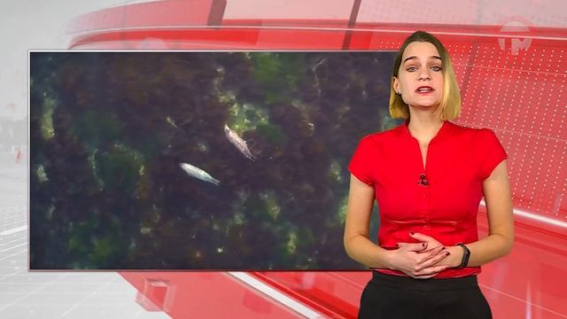 "От края до края" - Сихотэ-Алинский заповедник смотреть онлайн