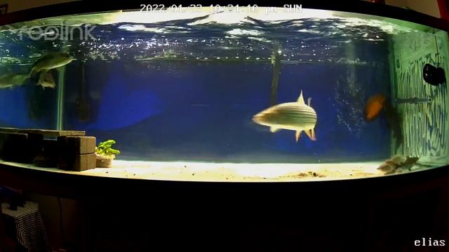 vittatus Tigerfish vs Dorado смотреть онлайн