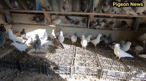 КАК ПРИУЧИТЬ НОВОГО ГОЛУБЯ ЗА ОДИН ДЕНЬ