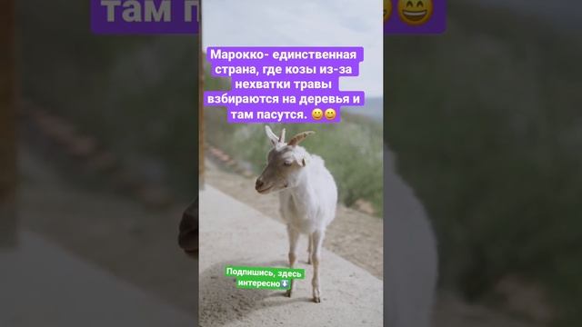 Интересные факты о животных: козы смотреть онлайн