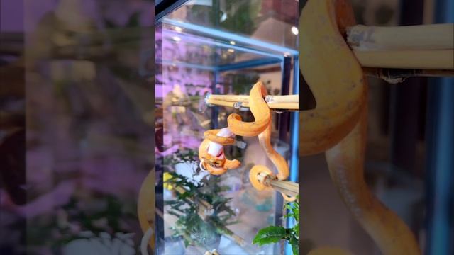 Unboxing my Amazon Tree Boa & Biak Green Tree Python смотреть онлайн