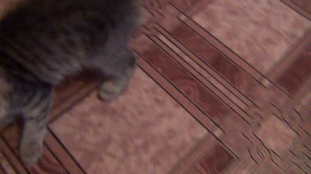#Сибирские#котята#siberian#kittens смотреть онлайн
