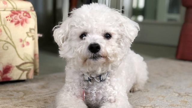 Top 7 Dogs That Don't Shed or Smell | Small Dog Breeds That Don't Shed смотреть онлайн