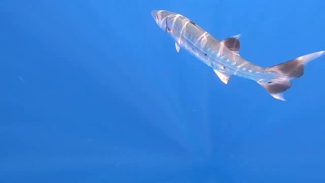 Grand Halomy Resort 3*. Шарм Эль Шейх. Египет. Барракуда смотреть онлайн