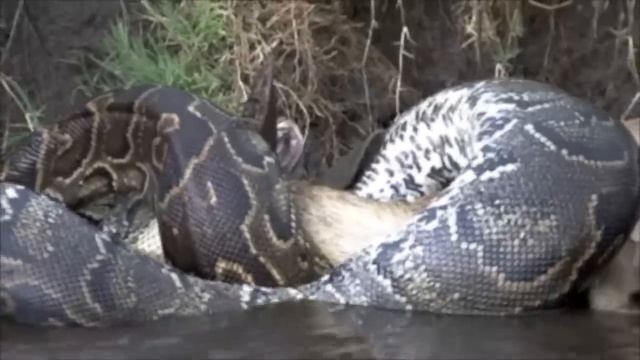 Massive python trying to swallow a gazelle with sharp horns смотреть онлайн