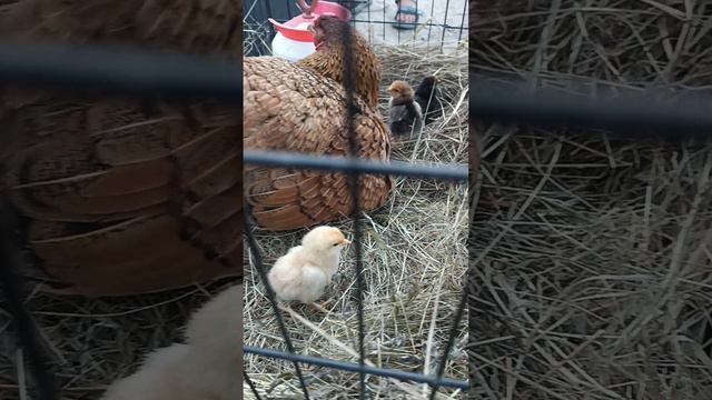КВОЧКА И ЦЫПЛЯТА #наседка #квочка #птицеводство #курица #яйцо #цыплята #инкубация #сено #клетка #дв