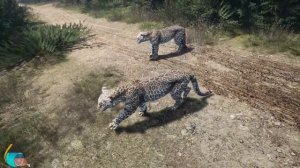 Симулятор ЖИВОТНЫХ #2 Леопард Близнец. Artemishea с Кидом на ПУРУМЧАТА