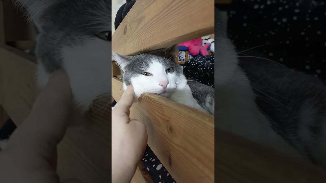 Запрос на погоду. #cat #кот #мурзик #котик #лайк #котики #питомец #юмор #топ #cat смотреть онлайн