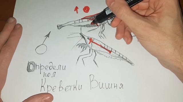 Определи пол у ВИШНЕВАЯ КРЕВЕТКА, Как определить пол у креветки Креветка смотреть онлайн