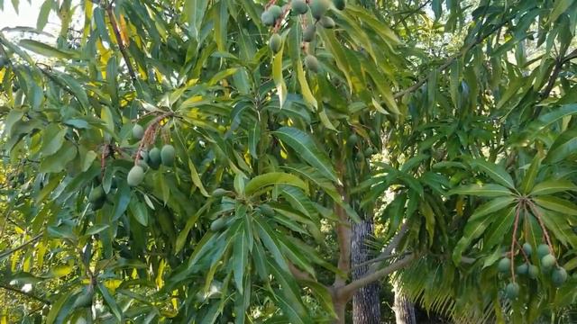 What Grows in Florida Backyard?| Fruit Tree We're Growing| Spring Backyard Garden Tour| смотреть онлайн