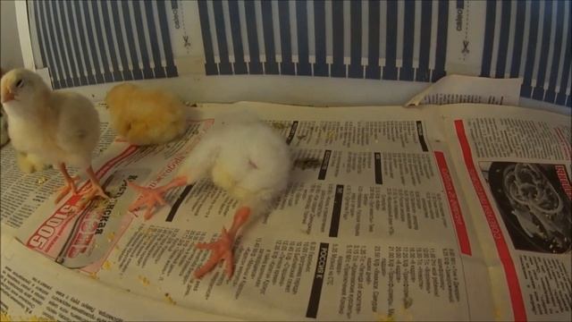 Сенсация! Съемка скрытой камерой! Как расслабляются НАСТОЯЩИЕ РУССКИЕ цыплята! смотреть онлайн