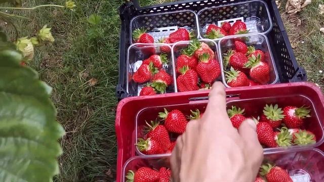4/3 Как собирают клубнику на фермах в Великобритании (3-е из 4-х коротких видео) смотреть онлайн