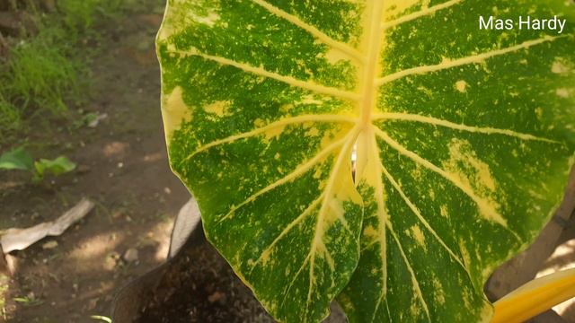 Alocasia New Guinea Gold Cantik & Menawan  | Asal Usul |