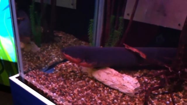 Электрический угорь