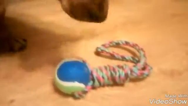 Найда заказывает коробку с сюрпризами от Dogbox.ru смотреть онлайн