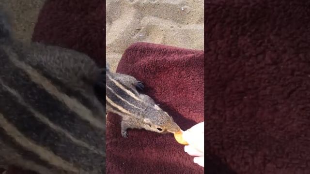 Mount Lavinia Hotel beach смотреть онлайн