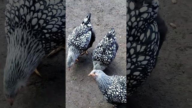 Новая порода кур в моём хозяйстве, Виандот серебро.