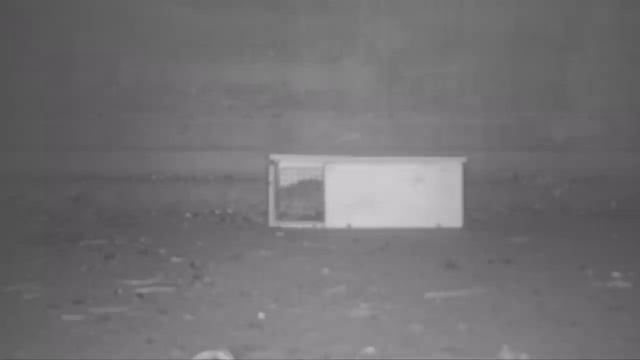 I Wish They Still Made The CYCLONE Mousetrap From 1883. Catching Mice In The Barn Mousetrap Monday. смотреть онлайн