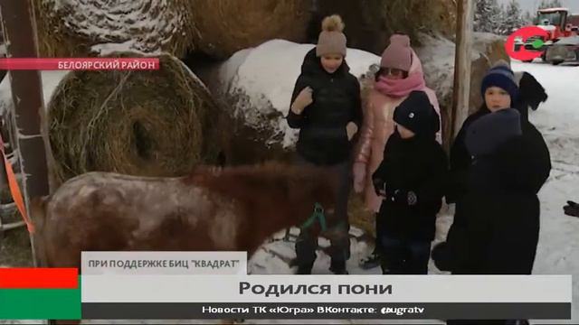 В конном клубе Белоярского родился жеребёнок смотреть онлайн