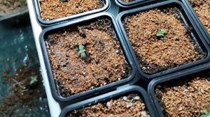 Пикирую рассаду пентаса и первого потока эустомы. Подготовка почвогрунта, подбор рассадных ёмкостей