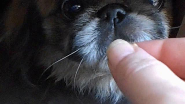забавные животные смотреть онлайн