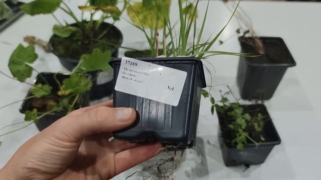 НОВЫЕ РАСТЕНИЯ ИЗ ПИТОМНИКА GardenPlants смотреть онлайн