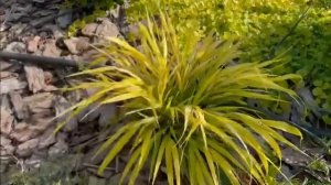 Хаконехлоя «All Gold”