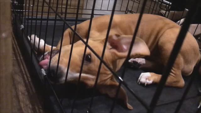 Зачем нужна клетка большой собаке? смотреть онлайн