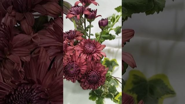 Садовая хризантема Цвет Папороти #хризантема #цветы #корея #chrysanthemumflower смотреть онлайн