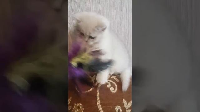 Шотландская прямоухая девочка.Серебристая шиншилла.DOTI смотреть онлайн