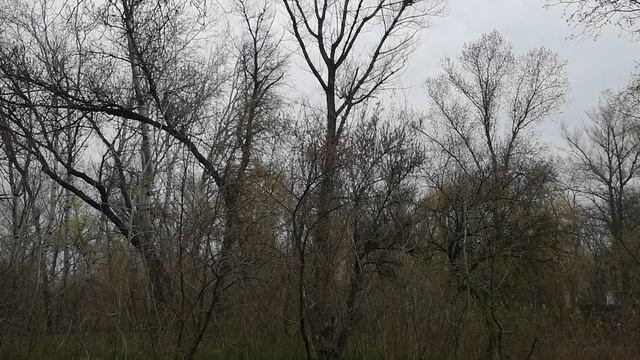 Шум леса. Пение птиц. Звуки природы смотреть онлайн