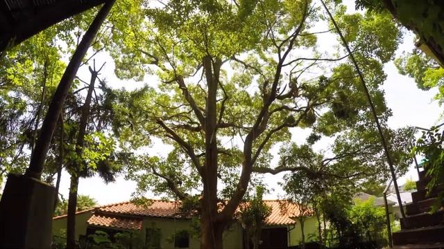 Обрезка высокого дерева смотреть онлайн