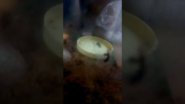 Улитка Ахатина лягла спать на 3 месяца смотреть онлайн